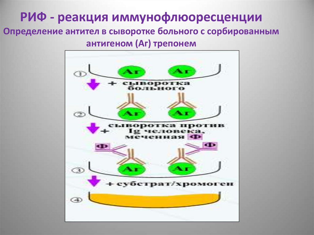 Риф это микробиология. Реакция иммунофлюоресценции (риф) (метод Кунса). Реакция непрямой иммунофлюоресценции схема. Риф реакция иммунофлюоресценции. Реакция иммунофлюоресценции механизм.