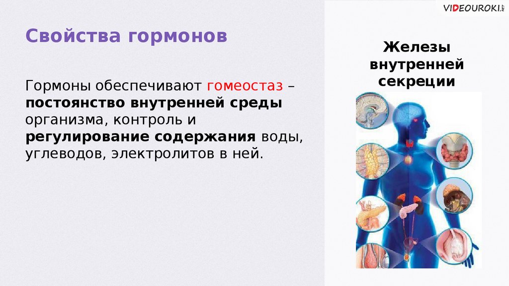Гормоны - презентация онлайн