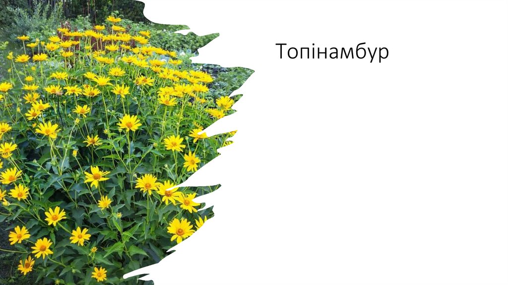Топінамбур