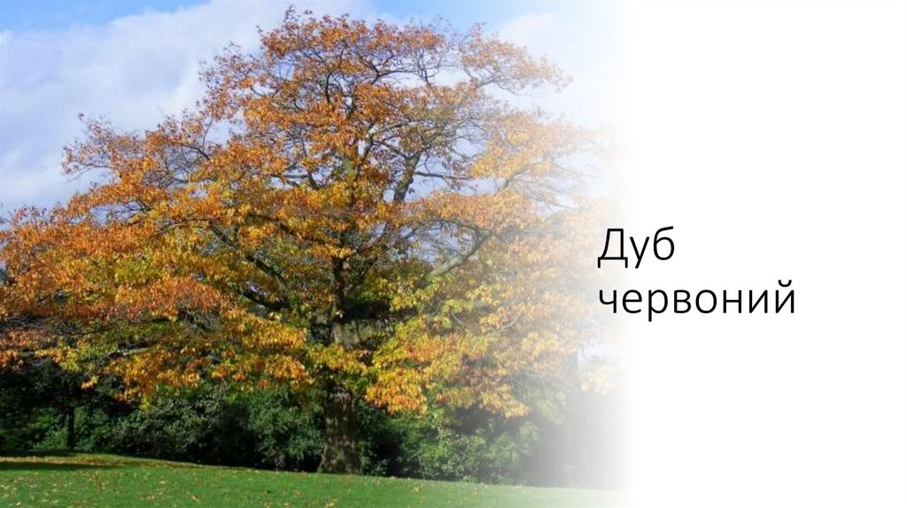 Дуб червоний