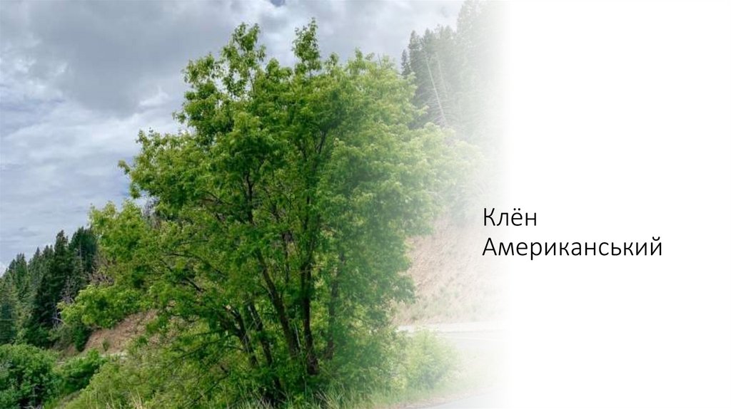 Клён Американський