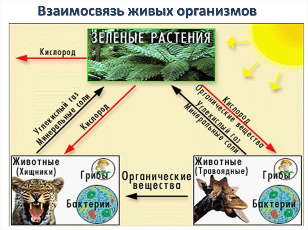 Защита живых организмов. Взаимосвязь живых организмов. Взаимоотношение живых организмов. Три вида взаимоотношения живых организмов в биосфере. Признаки живого взаимосвязаны.