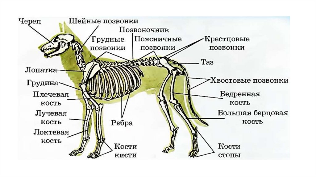 Строение скелета млекопитающих рисунок