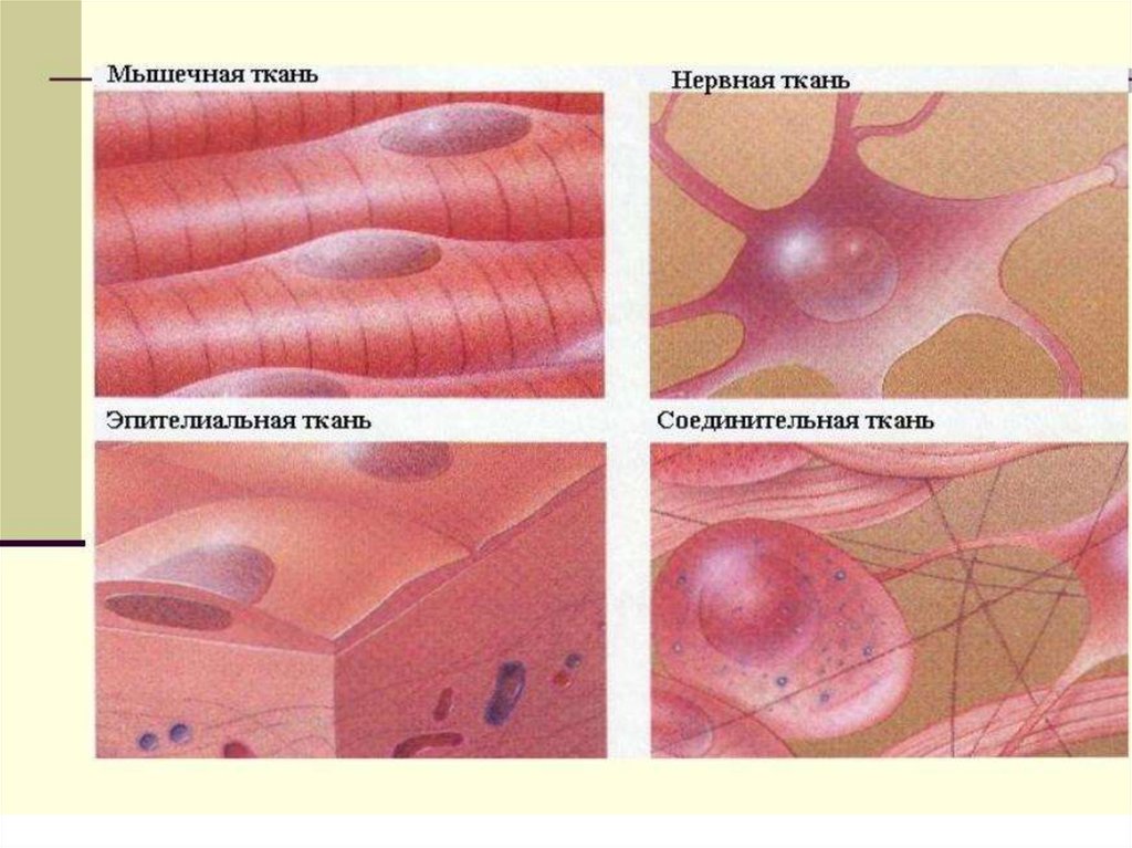 Основное группа ткани человека. Ткани человека. Виды тканей человека. Типы тканей организма человека. Виды человеческой ткани.
