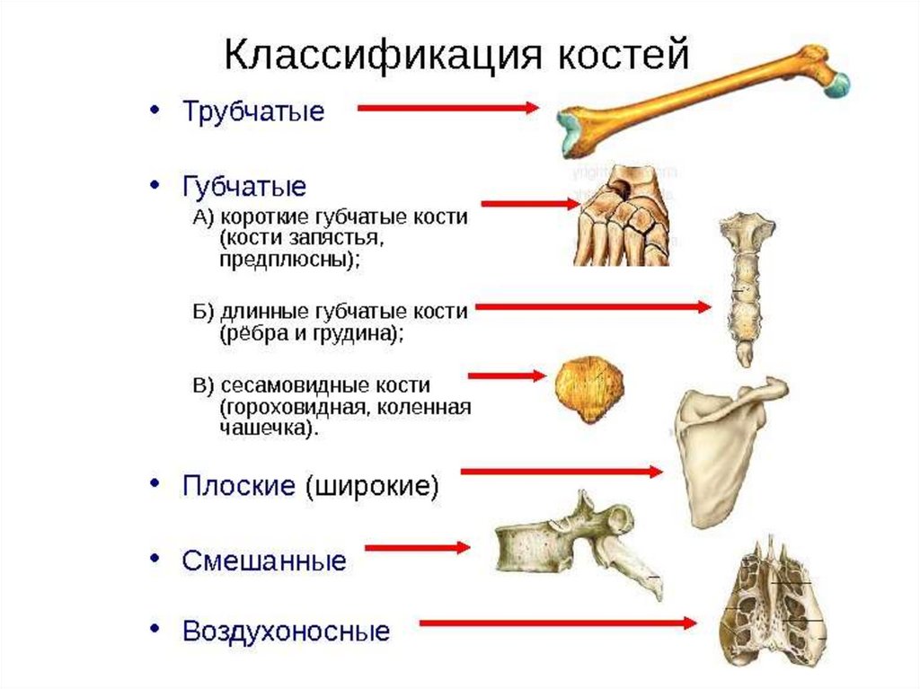Рост губчатых костей. Классификация костей трубчатые губчатые. Кости трубчатые губчатые плоские смешанные. Трубчатые кости губчатые кости плоские кости. Губчатые трубчатые плоские кости строение.