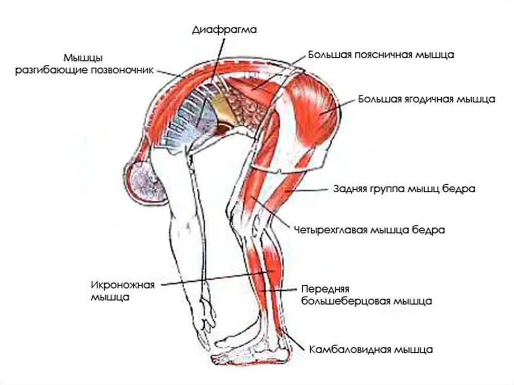 Ноги и мышцы все время. Падахастасана Уттанасана. Какие мышцы работают при наклонах вперед стоя. Поза вытяжения – Уттанасана. Уттхита Уттанасана.