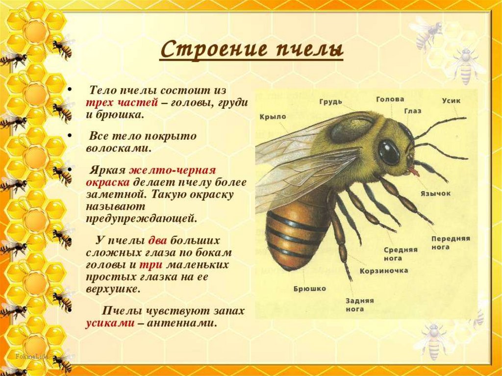 Отделы тела пчелы медоносной. Информация о пчелах. Насекомые с описанием. Доклад о пчелах. Детям о пчелах для дошкольников.