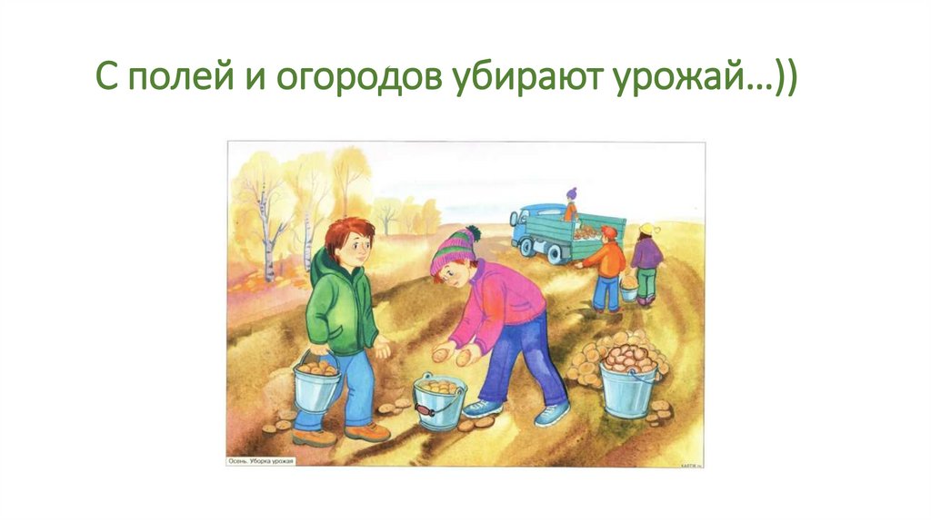 С полей и огородов убирают урожай…))