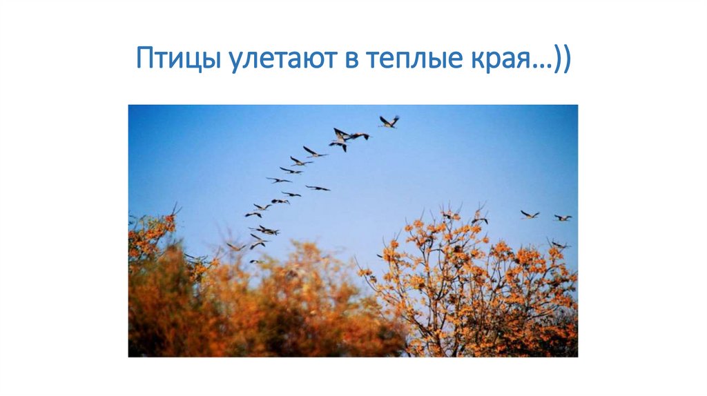 Птицы улетают в теплые края…))