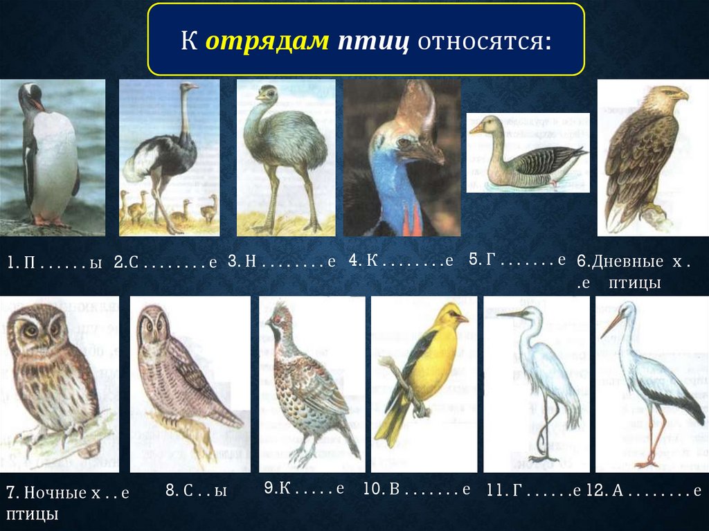 Отряды птиц 8 класс. Отряды птиц. Класс птицы отряды. Самый разнообразный отряд птиц. Отряды птиц таблица.
