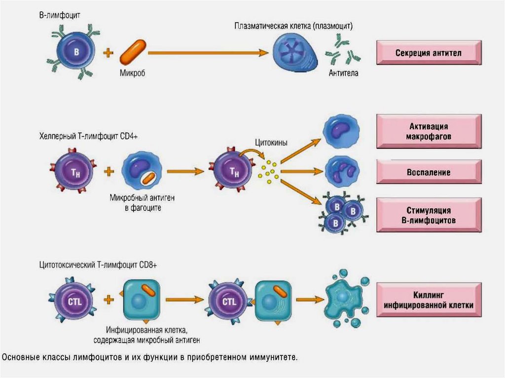 Выработка т лимфоцитов. Т-лимфоциты и в-лимфоциты схема. Схема иммунного ответа патофизиология. Функция в лимфоцитов и т лимфоцитов биология 8 класс. Т клетки b клетки иммунная система.
