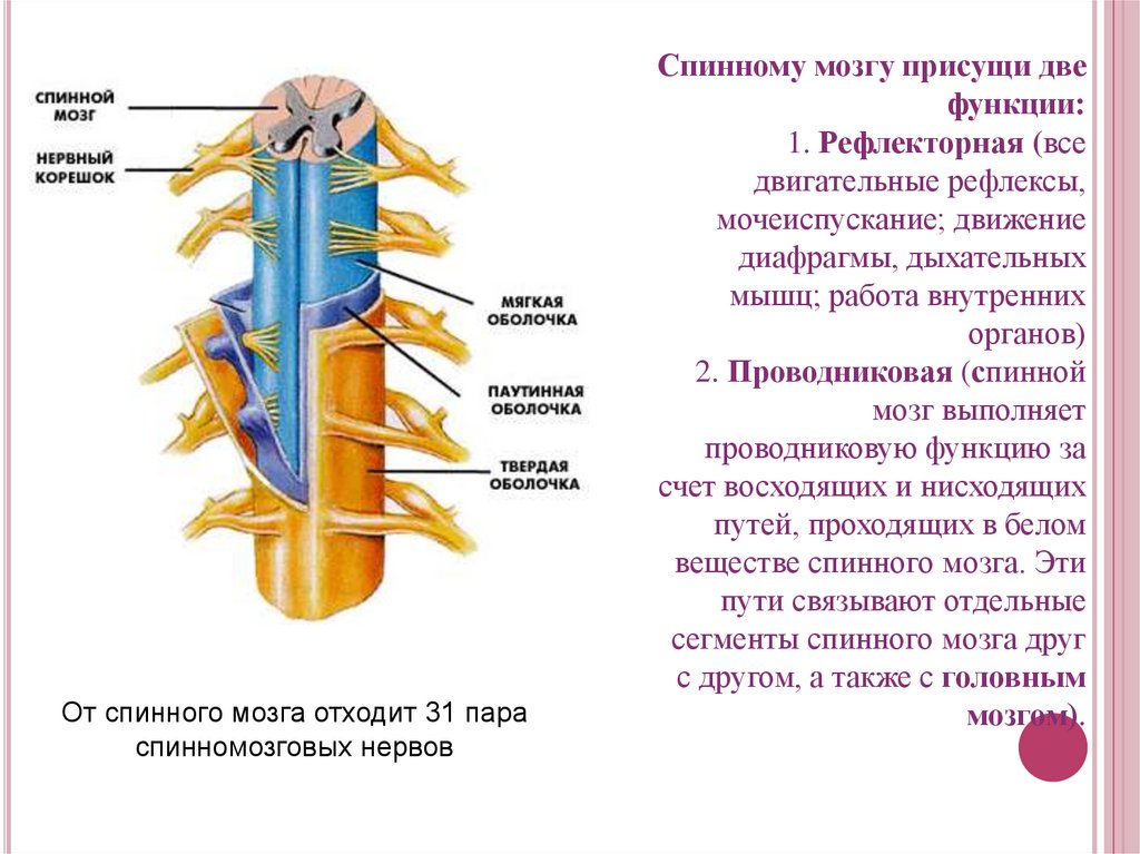 Сколько пар спинномозговых нервов отходят. Спинной мозг строение и функции анатомия. Строение нервной системы.спинной мозг 8. Строение и функции спинного мозга мозга. Строение спинного мозга биология.