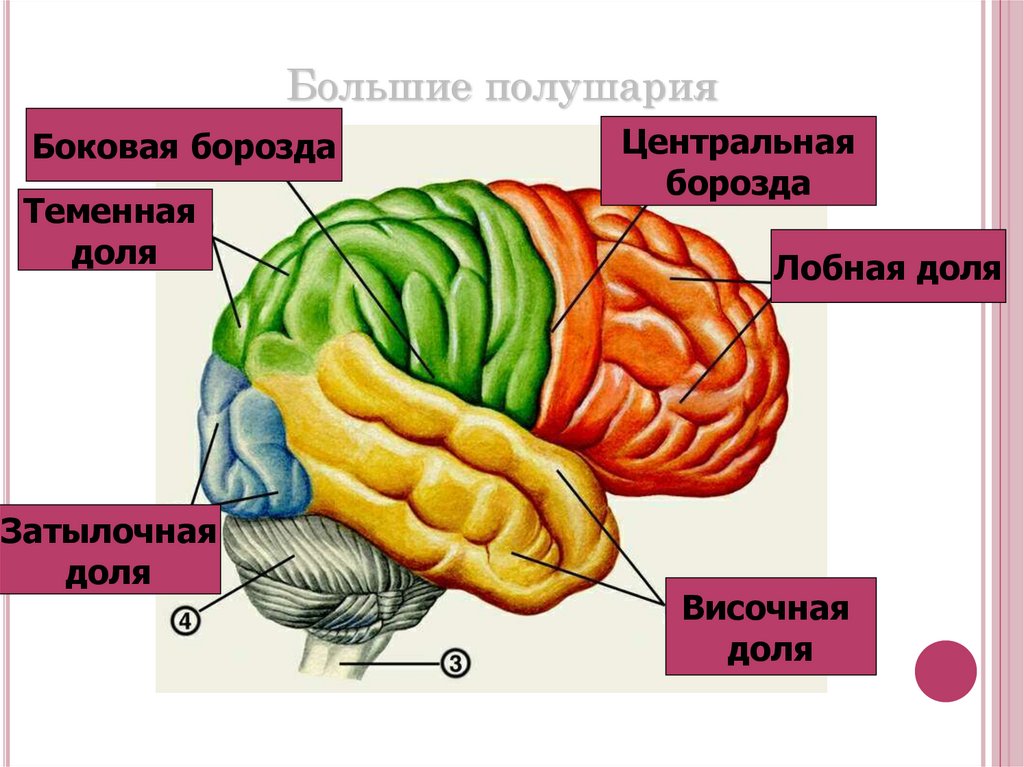 Височная затылочная теменная. Борозды затылочной доли. Центральная боковая и теменно-затылочные борозды. Теменно-затылочная борозда. Большие полушария лобная теменная затылочная височная доли.