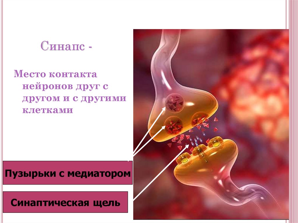 Синапс. Синаптическая щель. Синапс это место. Синапс место контакта нейронов.