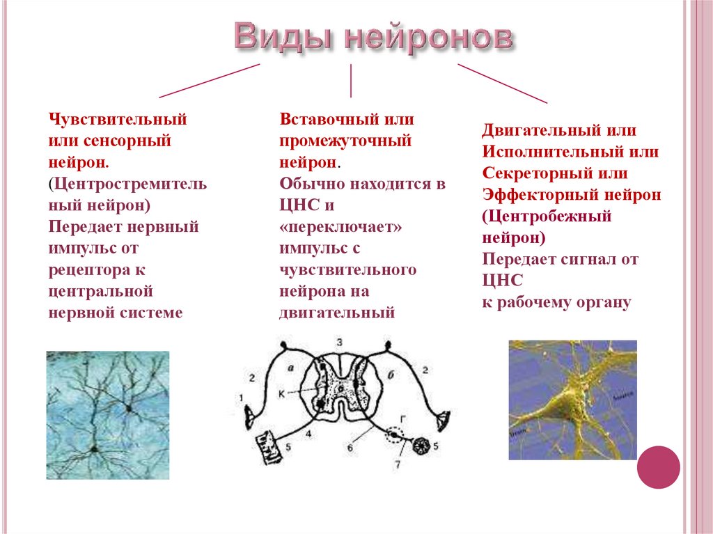 Зеркальные нейроны картинка