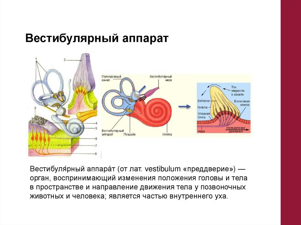 Развитию вестибулярной устойчивости способствуют ответ