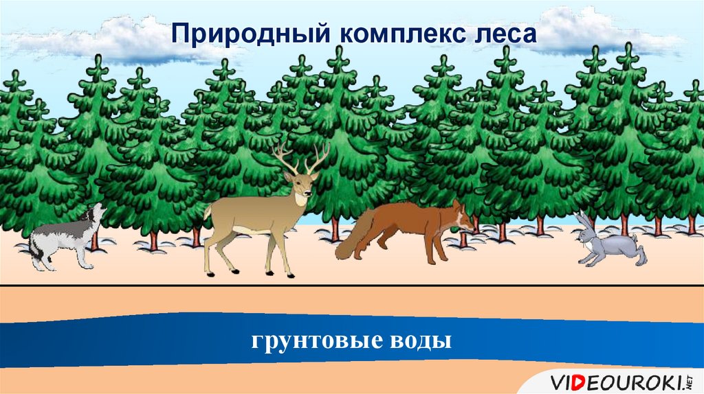 2 природный комплекс. Природный комплекс леса. Лесной природный комплекс. Рисунок на тему природный комплекс леса. Лес как природный комплекс.