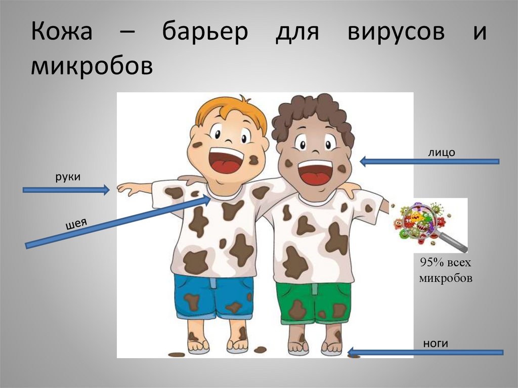 Кожа – барьер для вирусов и микробов