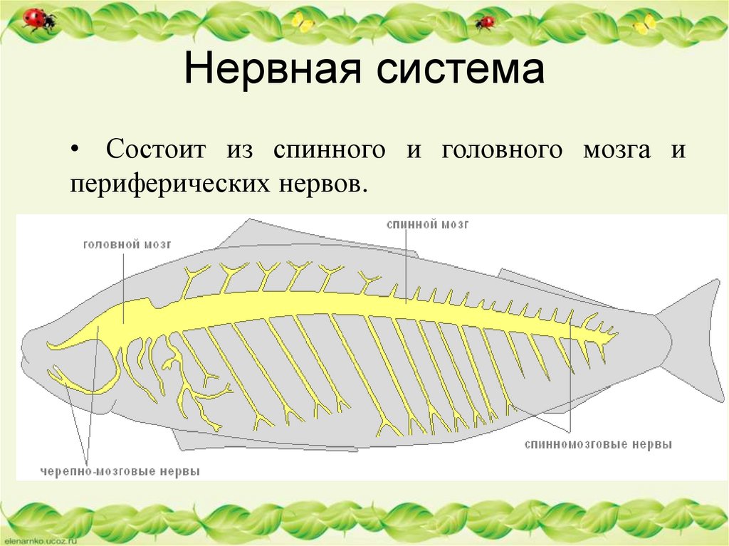 Нервная система рыб картинка