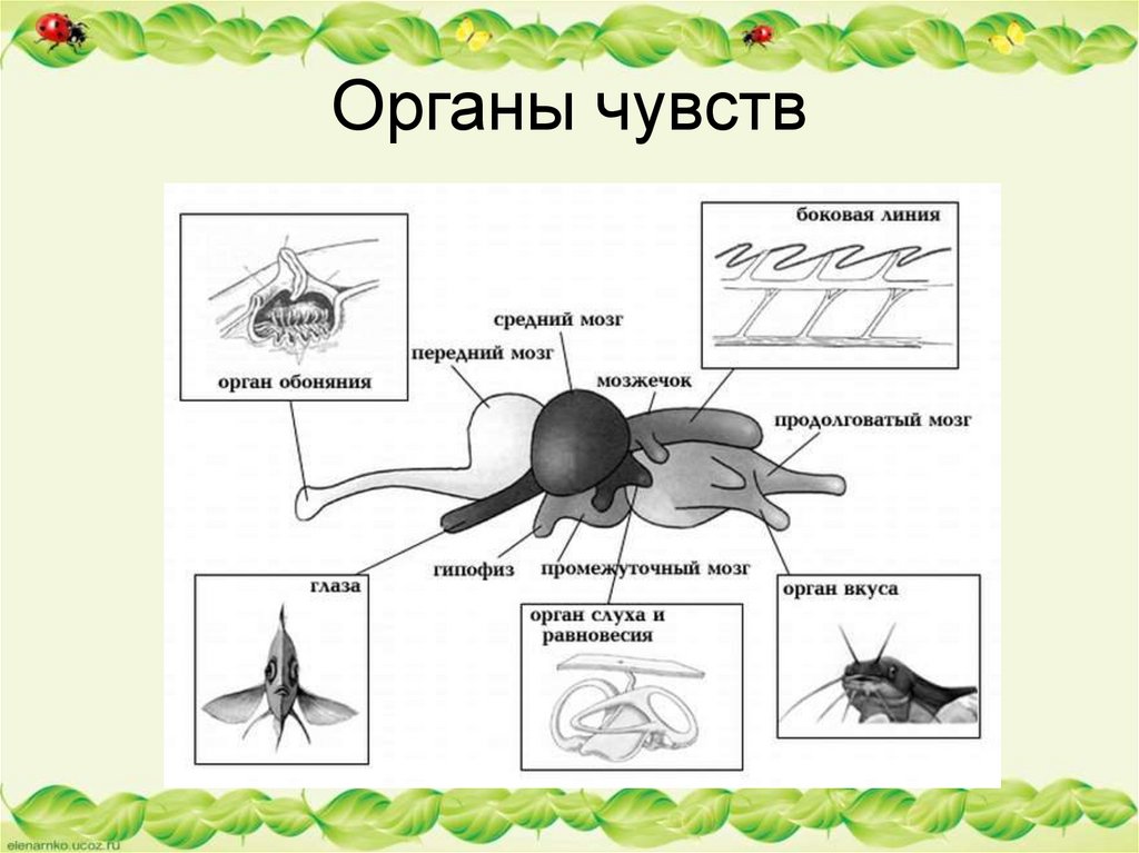 Органы чувств у животных. Органы чувств простейших. Органы чувств у растений. Органы чувств простейших 7 класс. Органы чувств у орла.