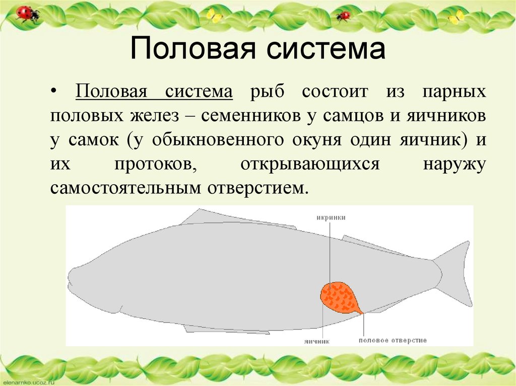 Надкласс рыбы презентация