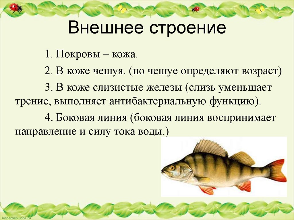 Урок классы рыб 7 класс