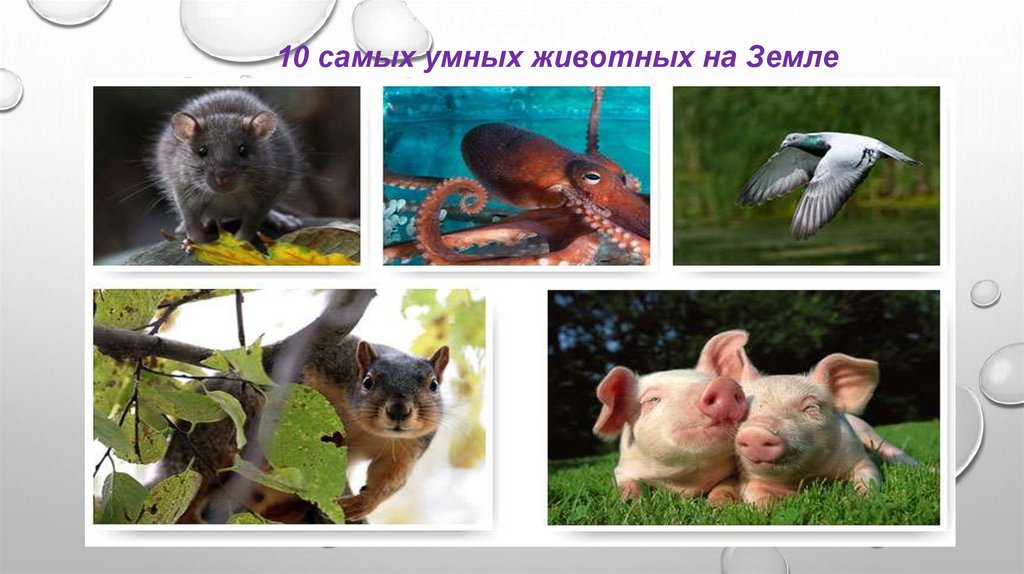 Проект 10 самых умных животных мира