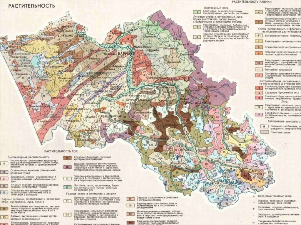 Карта растительности. Карта растительности Алтайского края. Карта растительности Республики Алтай. Почвенная карта Алтайского края Алтайского края. Растительный Покров Алтайского края карта.