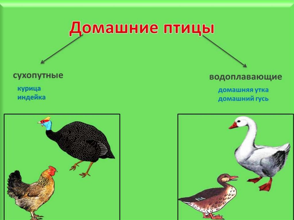 Домашние птицы презентация 2 младшая группа