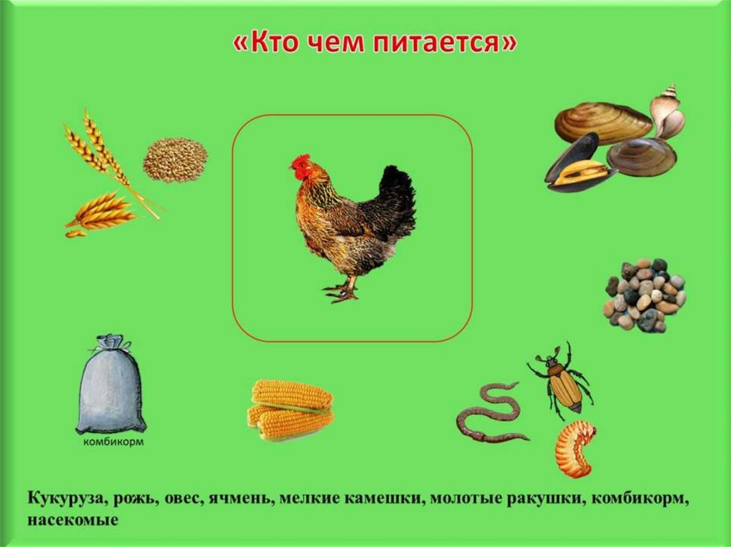 Домашние и дикие птицы презентация