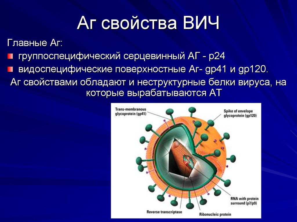 Вирус иммунодефицита человека возбудитель. Вирус иммунодефицита человека характеристика вируса. Характеристика вируса ВИЧ. Свойства вируса ВИЧ. ВИЧ характеристика возбудителя.