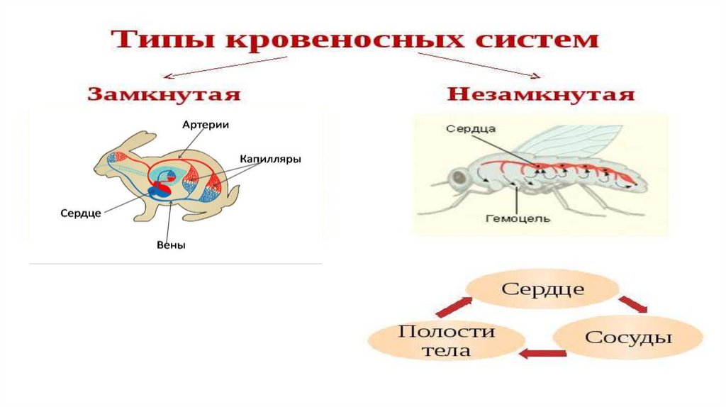 Транспорт веществ. Органы, участвующие в транспорте веществ у животных ...