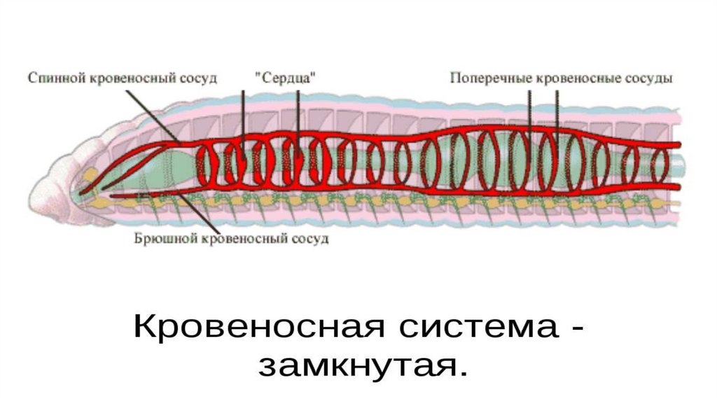 Транспорт веществ. Органы, участвующие в транспорте веществ у животных ...