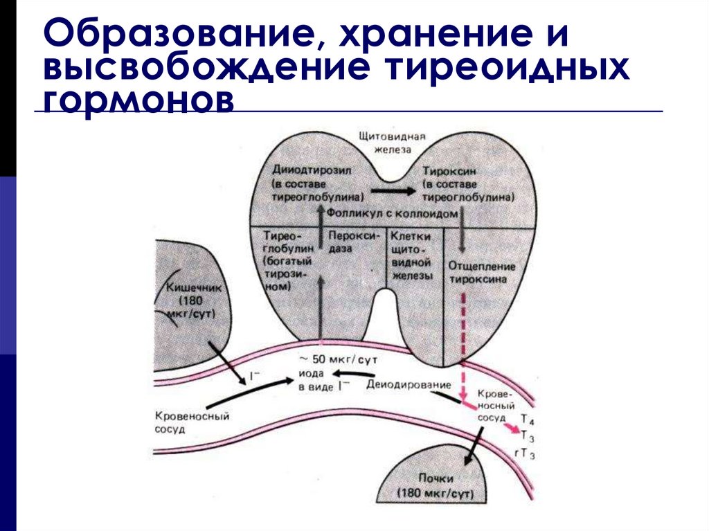 Схема тиреоидной оси