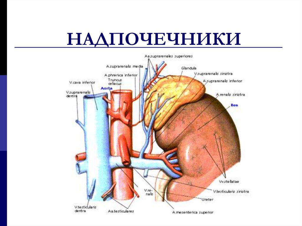 Строение надпочечников