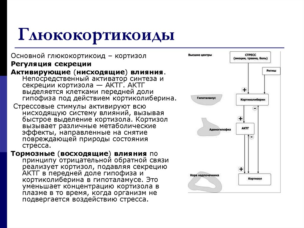 Глюкокортикоиды адреналин