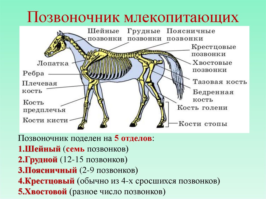 Скелет млекопитающих состоит из 4 отделов