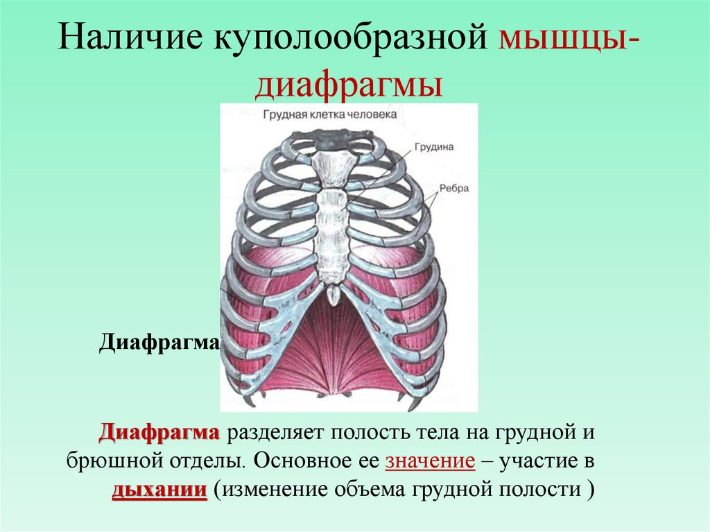 Диафрагма какие мышцы. Диафрагма мышца. Диафрагмальная мышца. Наличие куполообразной мышцы. Мышцы диафрагмы грудной.