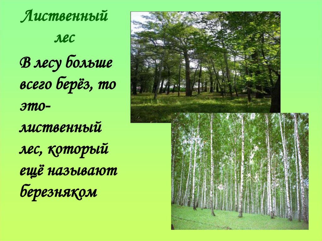 Край лесной текст. Лиственный лес. Деревья лиственного леса. Растения лиственных лесов. Описание лиственного леса.