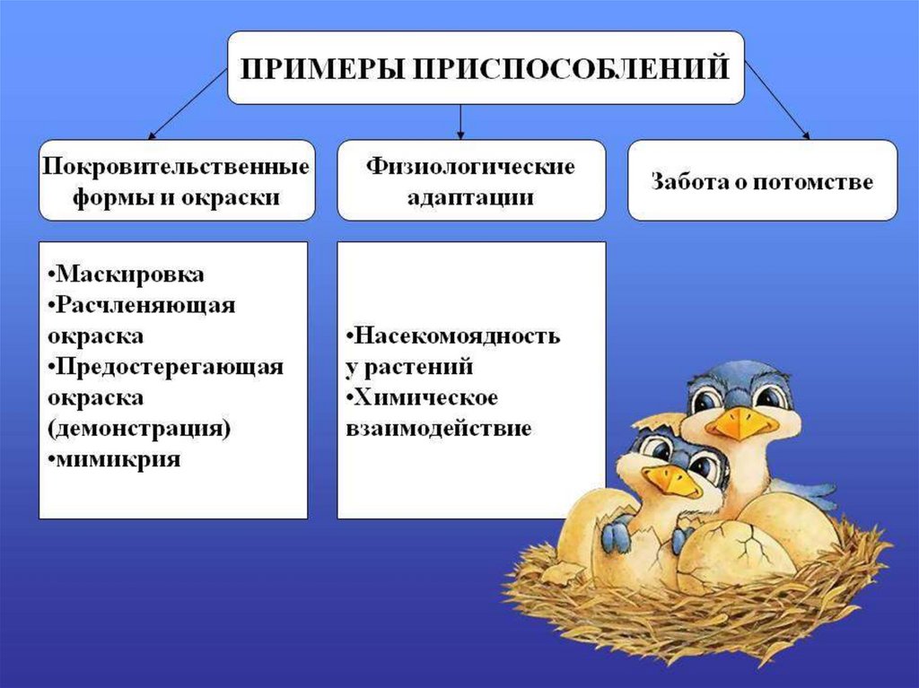 Адаптация картинки биология