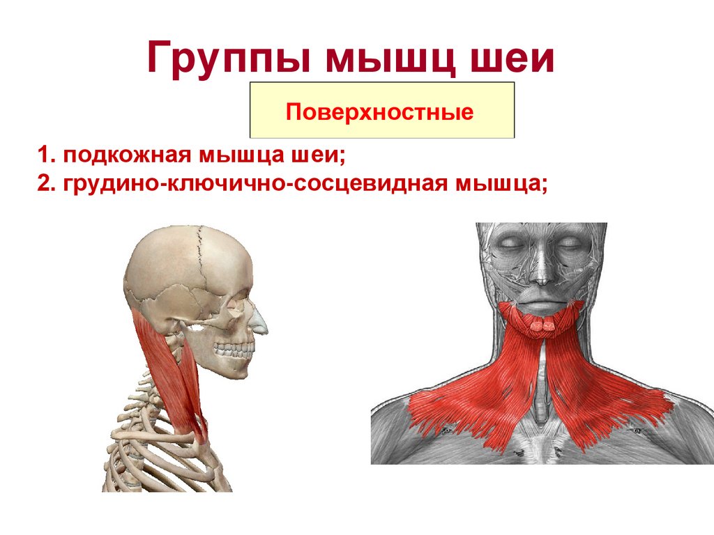 Группы мышц шеи