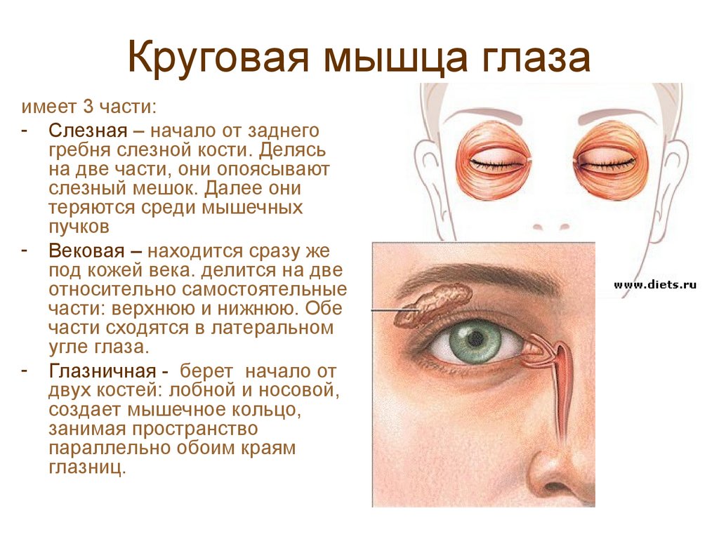 Круговая мышца глаза