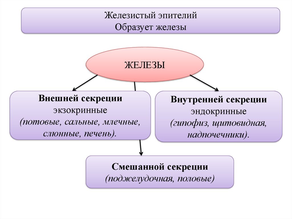 Образует железы