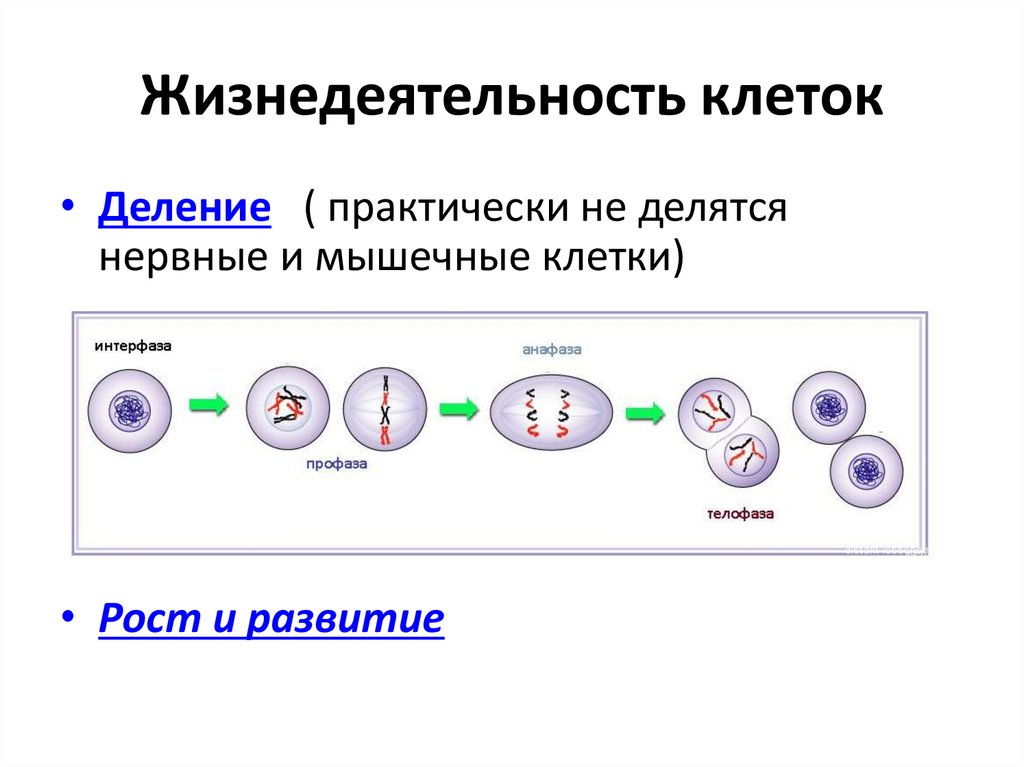 Схема жизнедеятельности клетки. Процессы жизнедеятельности клетки выделение.