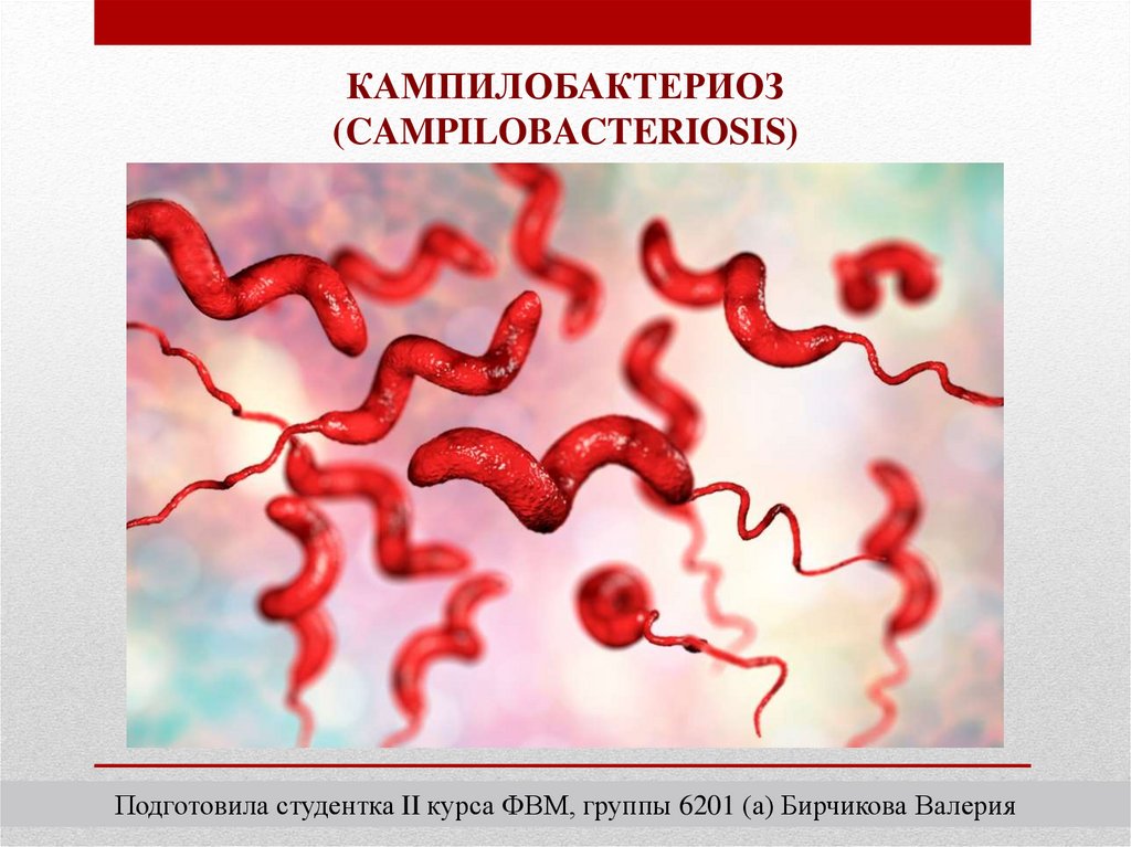 Кампилобактериоз животных презентация