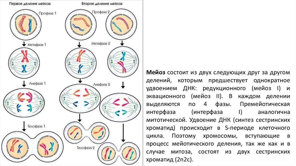 В процессе амитоза происходит неравномерное распределение