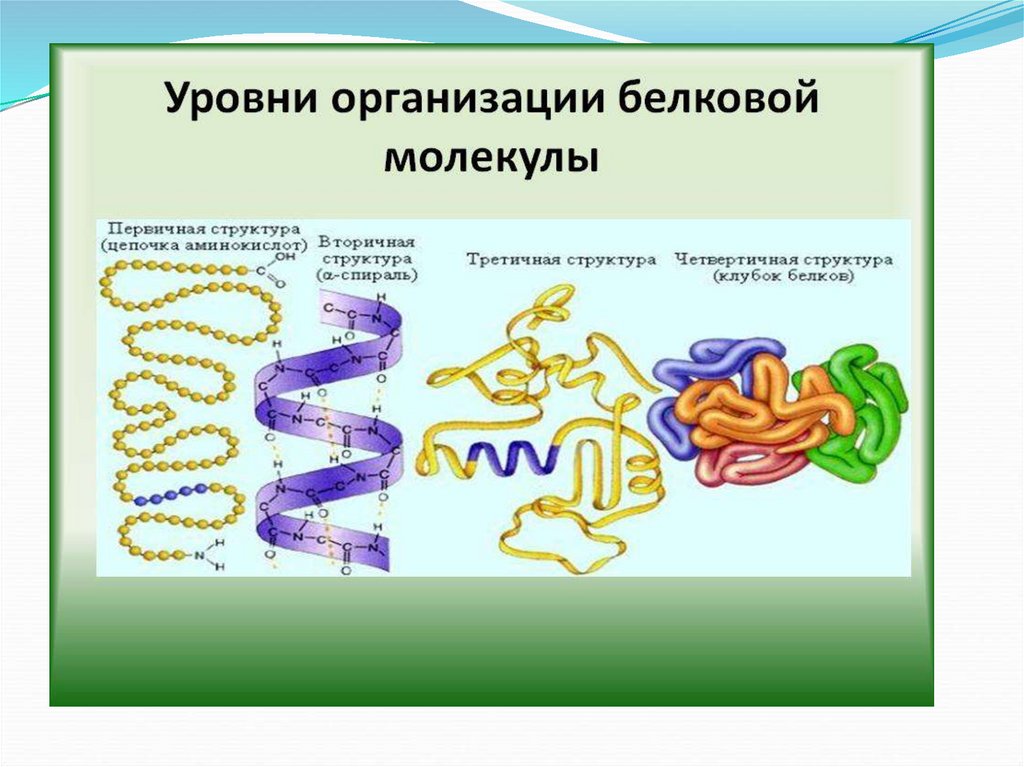 Структура белка тест