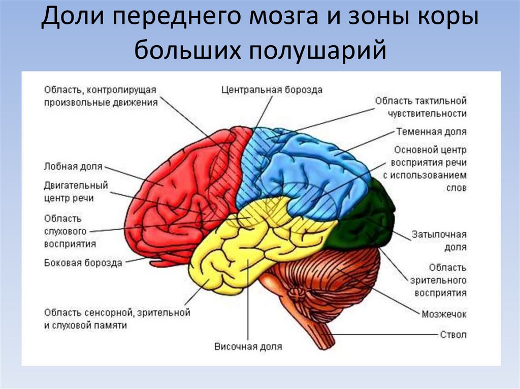 Доли переднего мозга функции. Премоторная зона коры головного мозга. Функциональные зоны коры головного мозга. Зоны и доли коры больших полушарий. Функции зон коры больших полушарий.