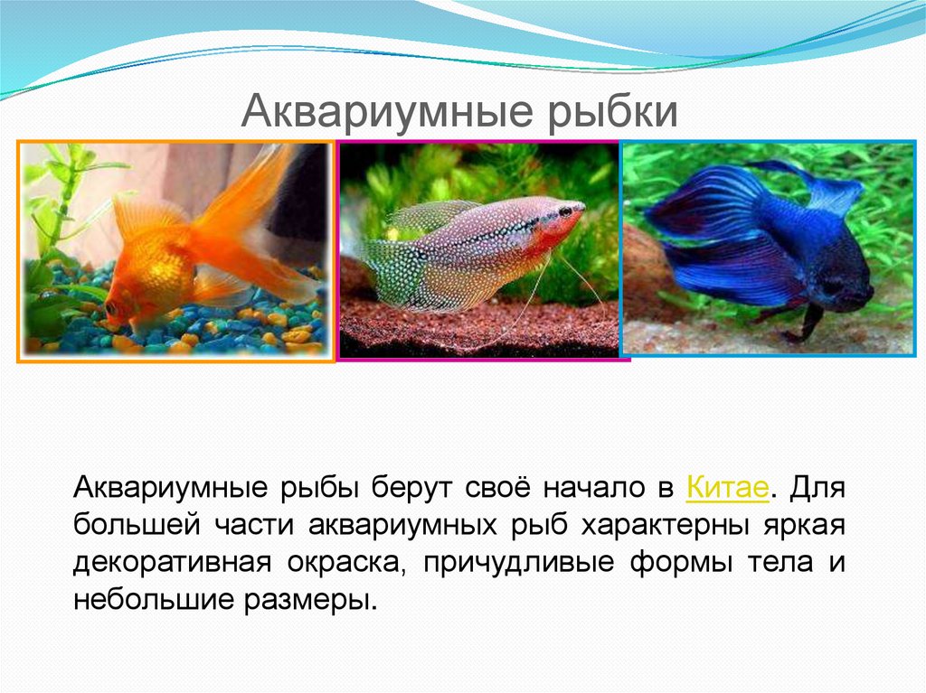 Презентация аквариумные рыбки. Аквариумные рыбки презентация. Аквариумные рыбы презентация. Аквариумные рыбки презентация для дошкольников. Рыбки для аквариума для презентации.