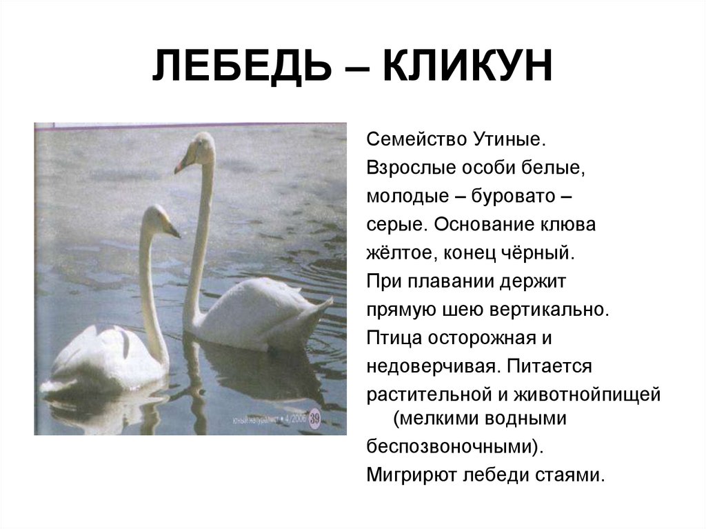 Лебедь какой прилагательные. Птица лебедь-кликун. Лебедь кликун описание для детей. Лебедь-кликун красная книга описание. Лебедь кликун самка и самец.